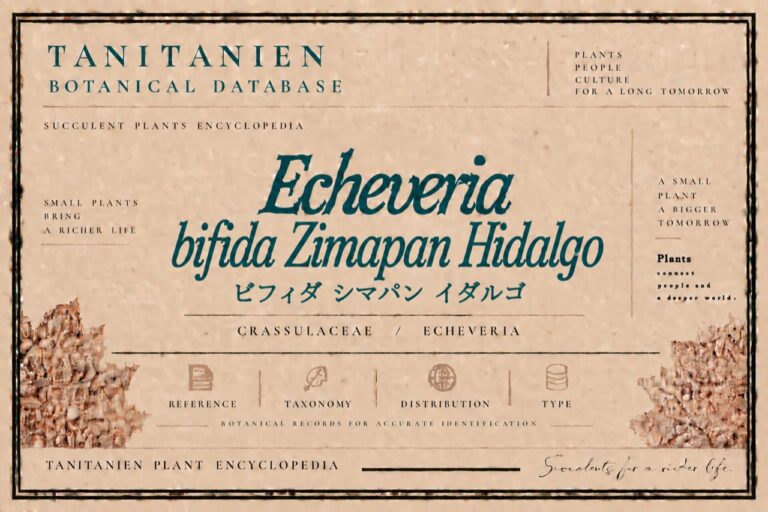 ビフィダ シマパン イダルゴ（Echeveria bifida Zimapan Hidalgo）｜tanitanien植物図鑑