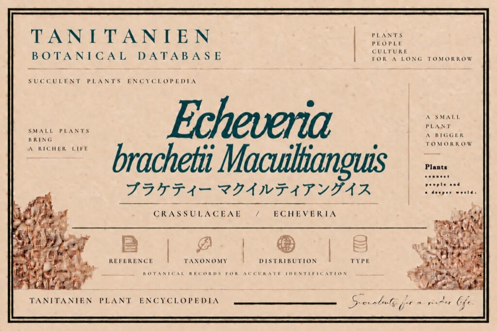 ブラケティー マクイルティアングイス（Echeveria brachetii Macuiltianguis）｜tanitanien植物図鑑