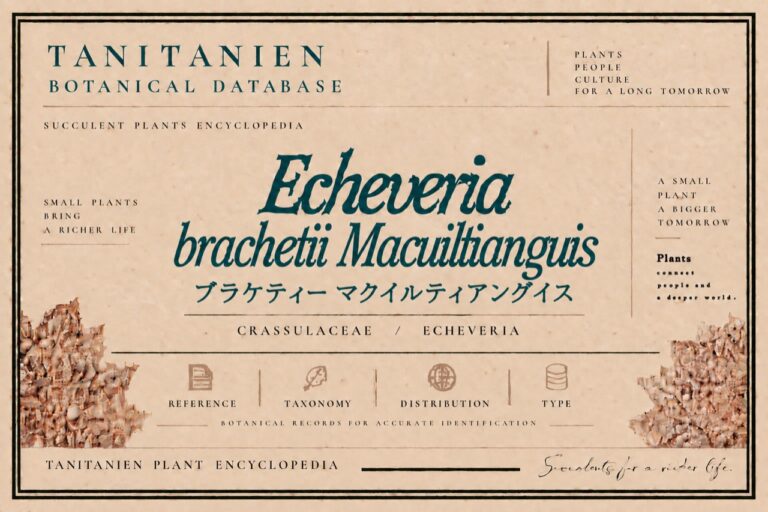 ブラケティー マクイルティアングイス（Echeveria brachetii Macuiltianguis）｜tanitanien植物図鑑