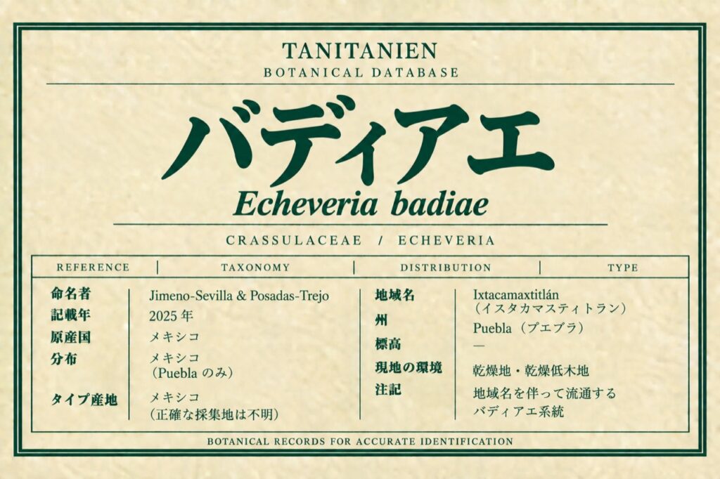 バディアエ（Echeveria badiae Jimeno-Sevilla & Posadas-Trejo）｜tanitanien植物図鑑