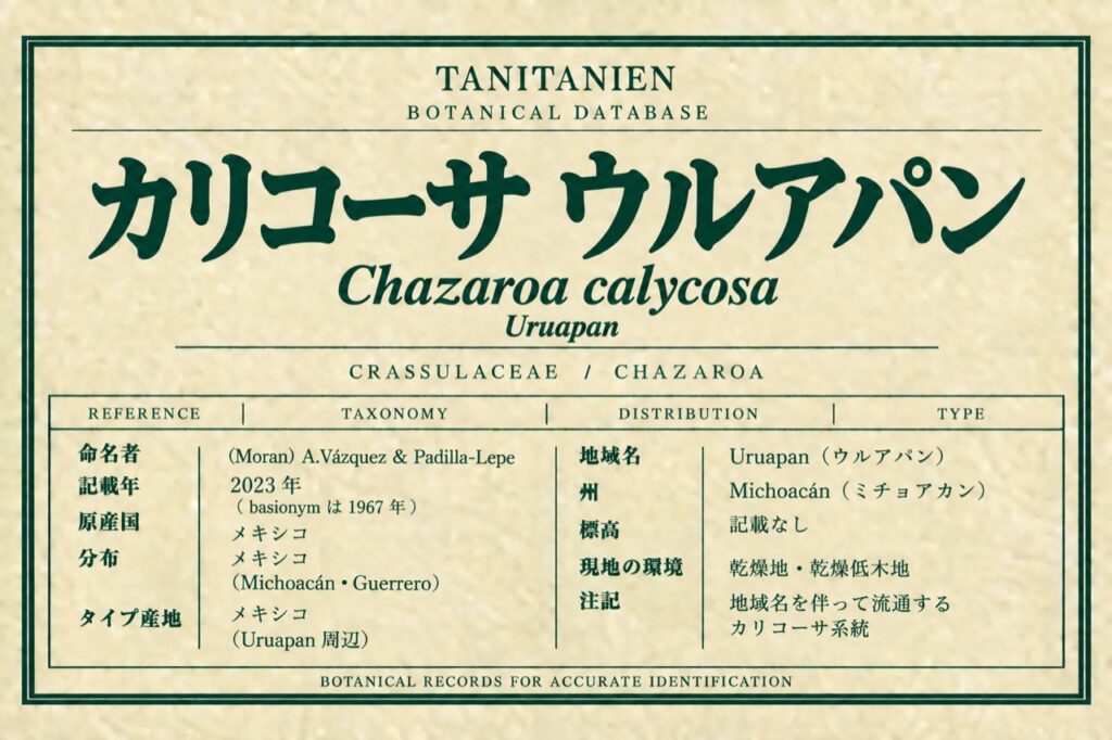 カリコーサ ウルアパン（Chazaroa calycosa (Moran) A.Vázquez & Padilla-Lepe）｜tanitanien植物図鑑