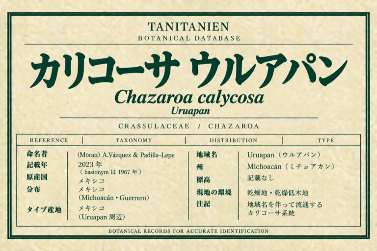 カリコーサ ウルアパン（Chazaroa calycosa (Moran) A.Vázquez & Padilla-Lepe）｜tanitanien植物図鑑