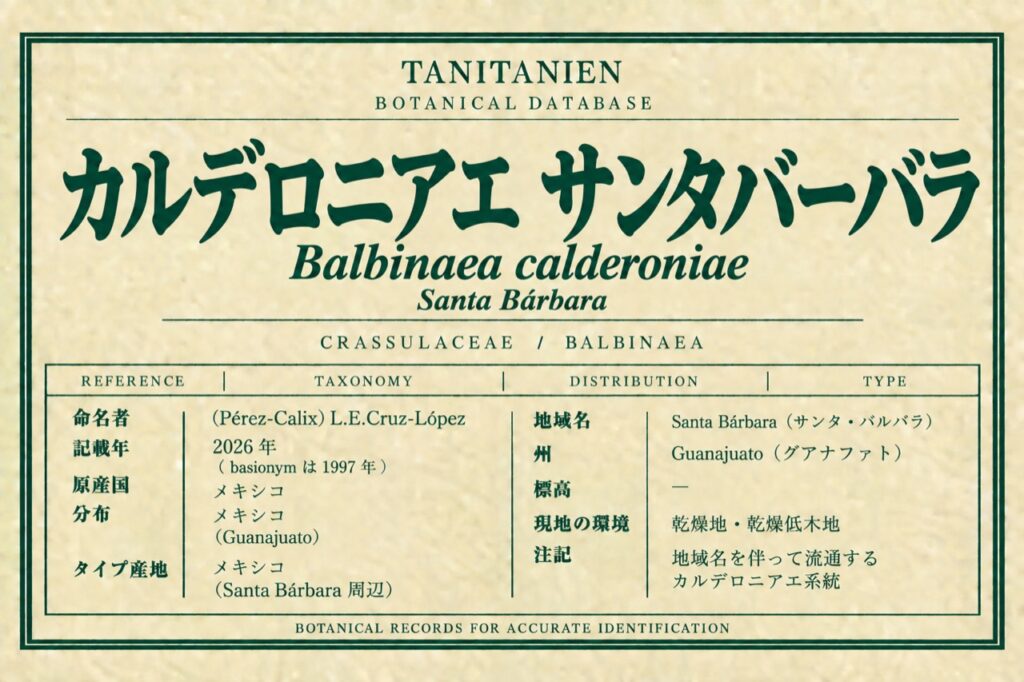 カルデロニアエ サンタバーバラ（Balbinaea calderoniae (Pérez-Calix) L.E.Cruz-López）｜tanitanien植物図鑑