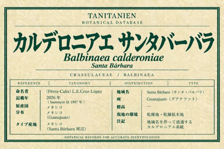 カルデロニアエ サンタバーバラ（Balbinaea calderoniae (Pérez-Calix) L.E.Cruz-López）｜tanitanien植物図鑑
