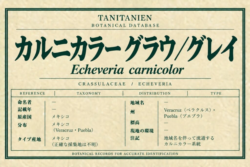 カルニカラー グラウ／グレイ（Echeveria carnicolor (Baker) É.Morren）｜tanitanien植物図鑑