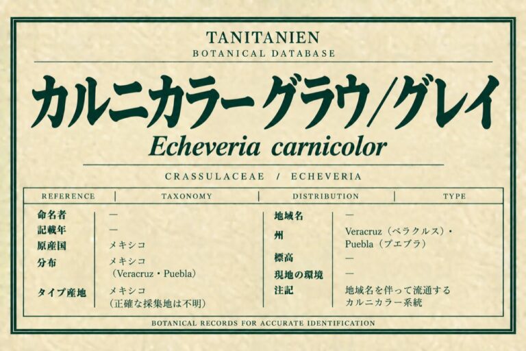 カルニカラー グラウ／グレイ（Echeveria carnicolor (Baker) É.Morren）｜tanitanien植物図鑑