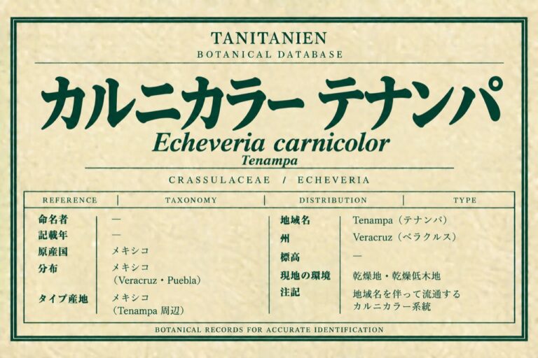 カルニカラー テナンパ（Echeveria carnicolor (Baker) É.Morren）｜tanitanien植物図鑑