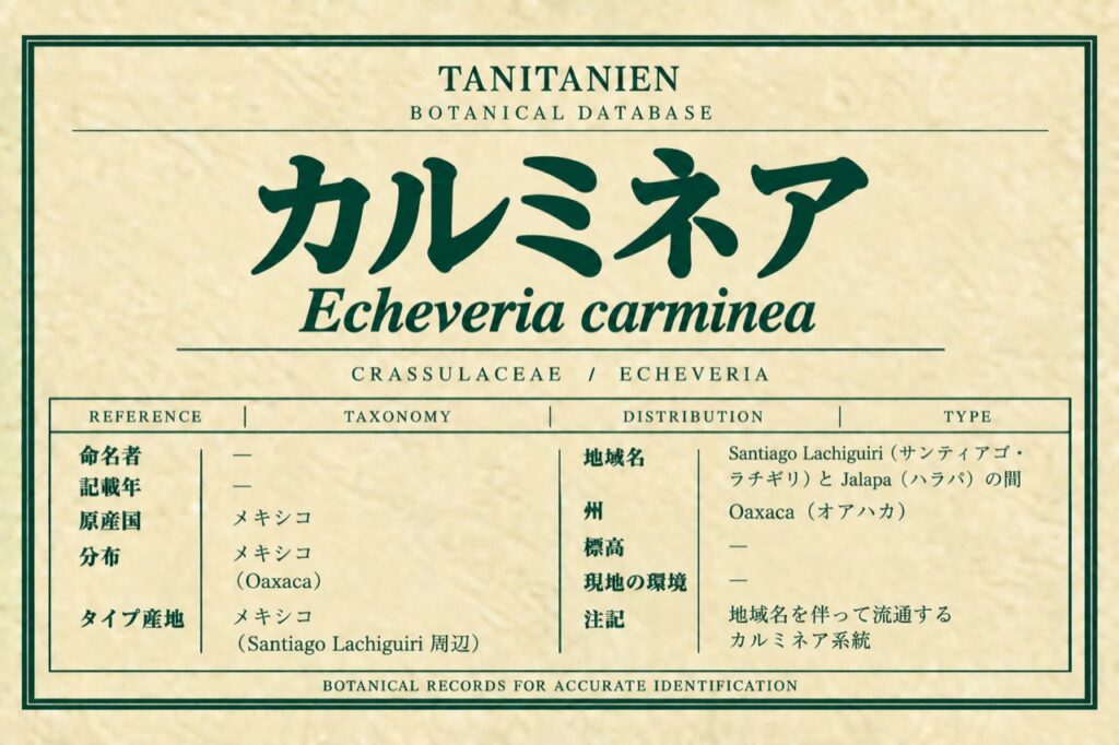 カルミネア(Echeveria carminea Alexander)|tanitanien植物図鑑