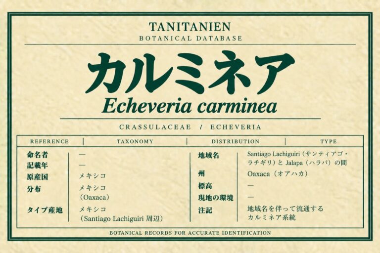 カルミネア（Echeveria carminea Alexander）｜tanitanien植物図鑑