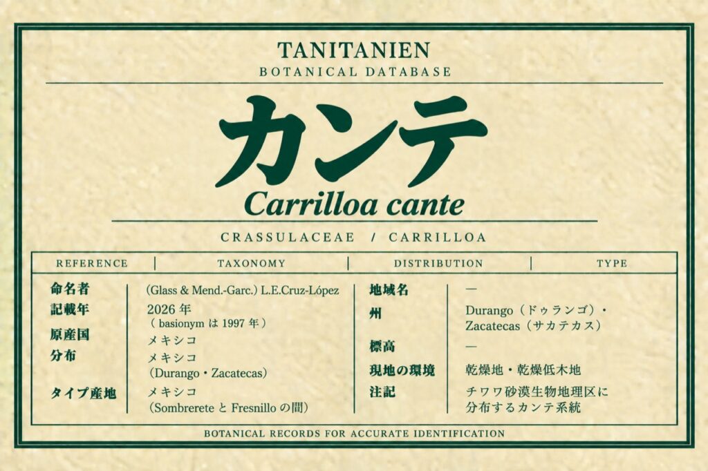 カンテ（Carrilloa cante (Glass & Mend.-Garc.) L.E.Cruz-López）｜tanitanien植物図鑑