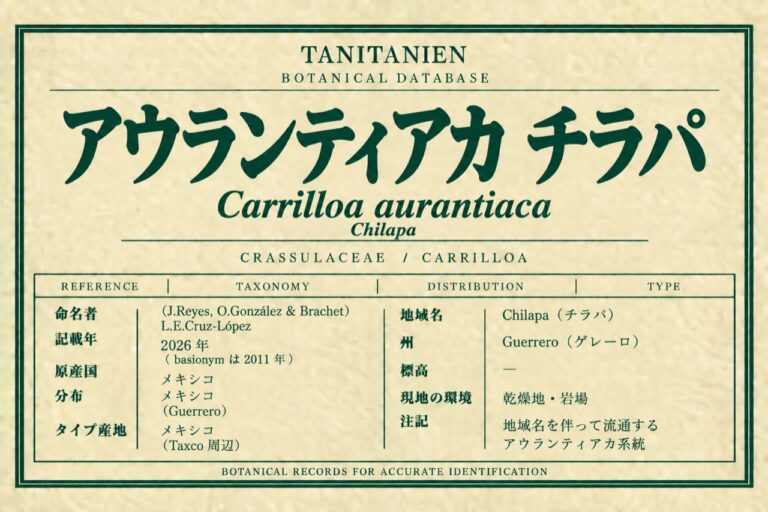 アウランティアカ チラパ（Carrilloa aurantiaca (J.Reyes, O.González & Brachet) L.E.Cruz-López）｜tanitanien植物図鑑