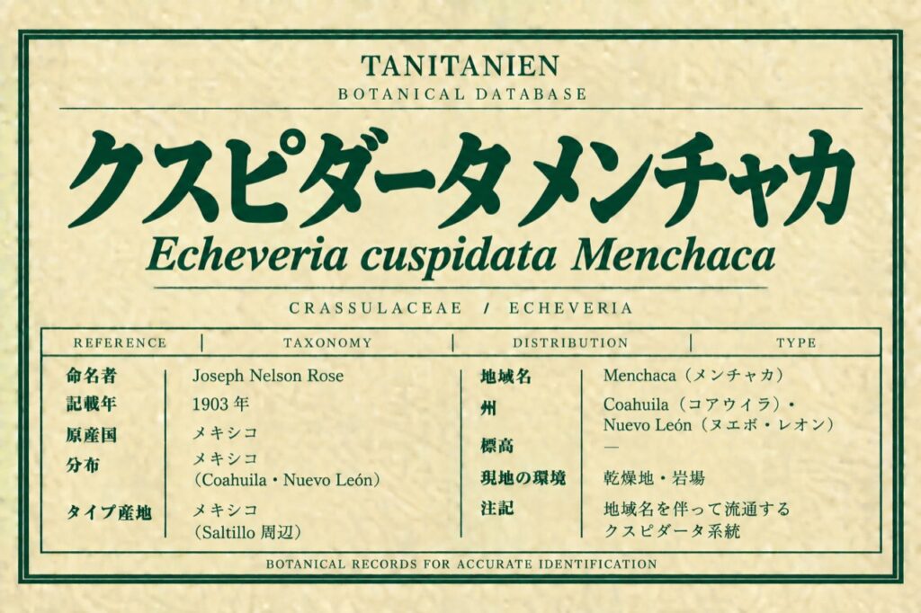 クスピダータ メンチャカ（Echeveria cuspidata Rose）｜tanitanien植物図鑑
