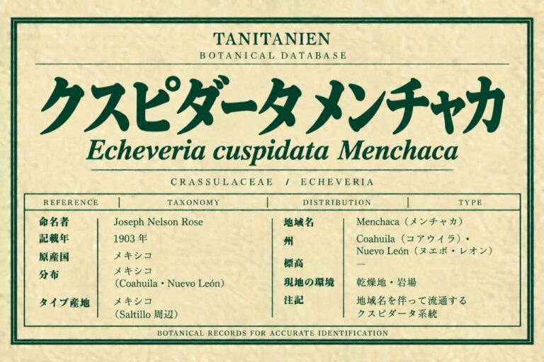クスピダータ メンチャカ（Echeveria cuspidata Rose）｜tanitanien植物図鑑