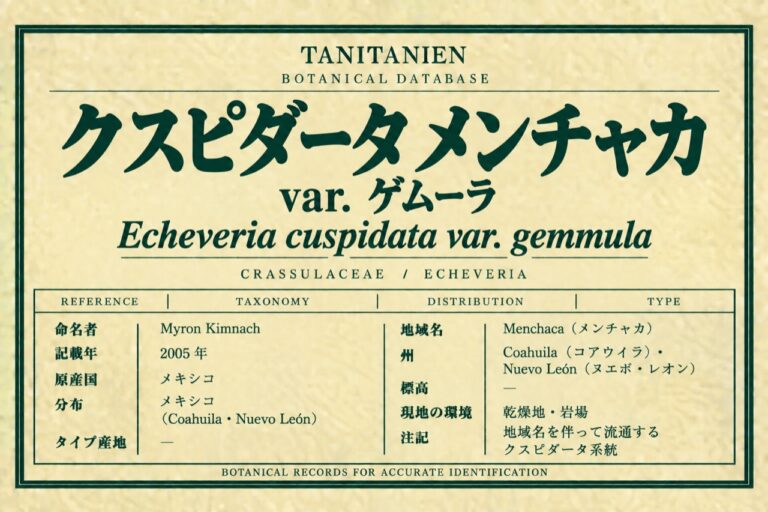 クスピダータ メンチャカ var. ゲムーラ（Echeveria cuspidata var. gemmula Kimnach）｜tanitanien植物図鑑