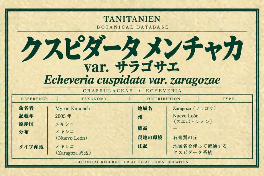 クスピダータ メンチャカ var. サラゴサエ（Echeveria cuspidata var. zaragozae Kimnach）｜tanitanien植物図鑑