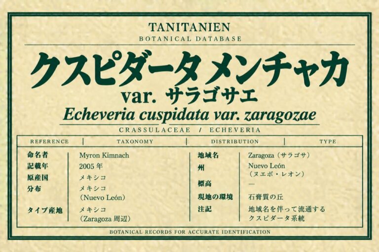 クスピダータ メンチャカ var. サラゴサエ（Echeveria cuspidata var. zaragozae Kimnach）｜tanitanien植物図鑑