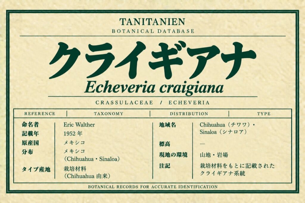 クライギアナ（Echeveria craigiana E.Walther）｜tanitanien植物図鑑