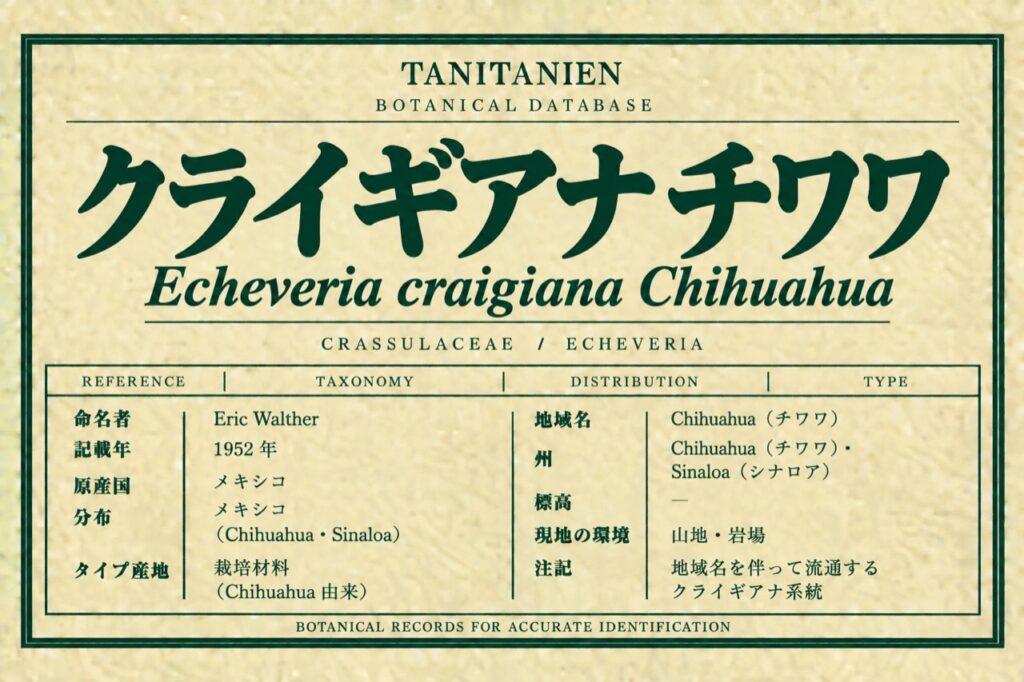 クライギアナ チワワ（Echeveria craigiana E.Walther）｜tanitanien植物図鑑