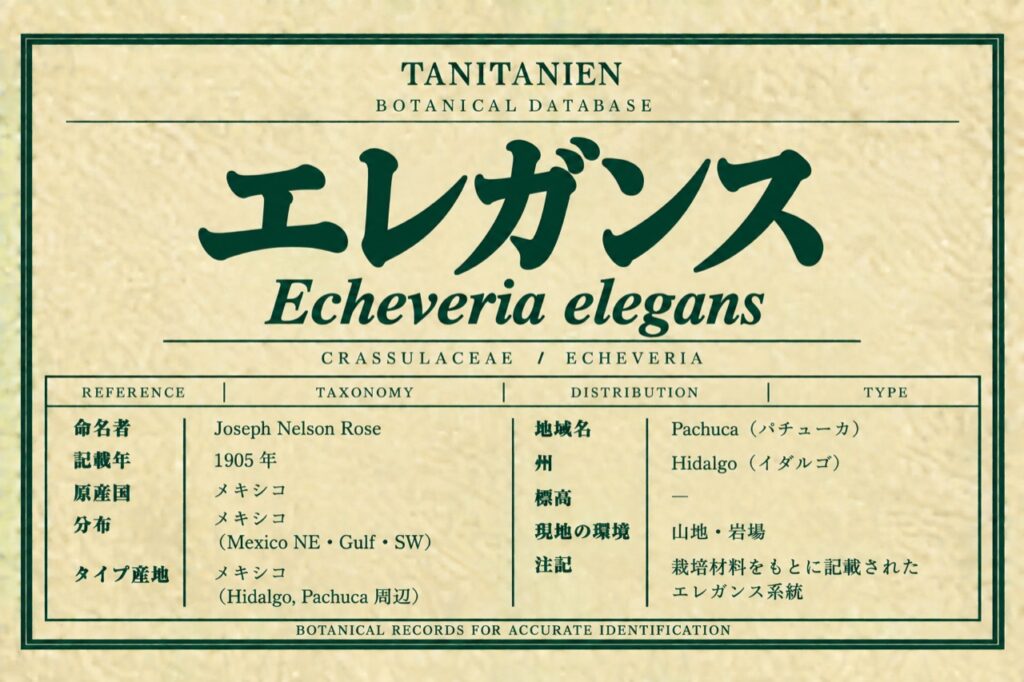 エレガンス（Echeveria elegans Rose）｜tanitanien植物図鑑