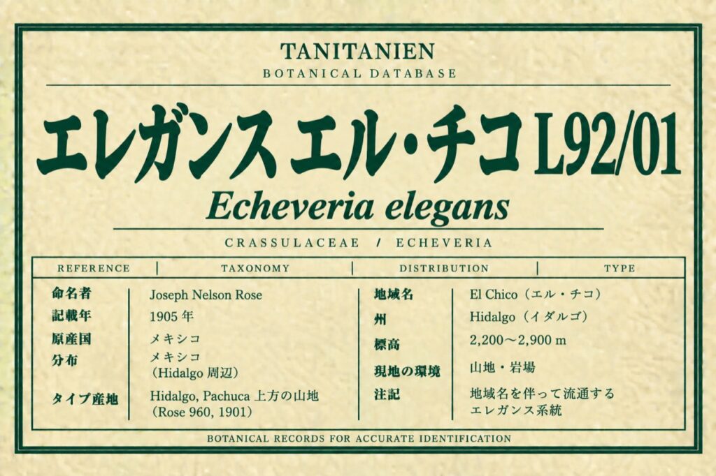 エレガンス エル・チコ L92/01（Echeveria elegans Rose）｜tanitanien植物図鑑