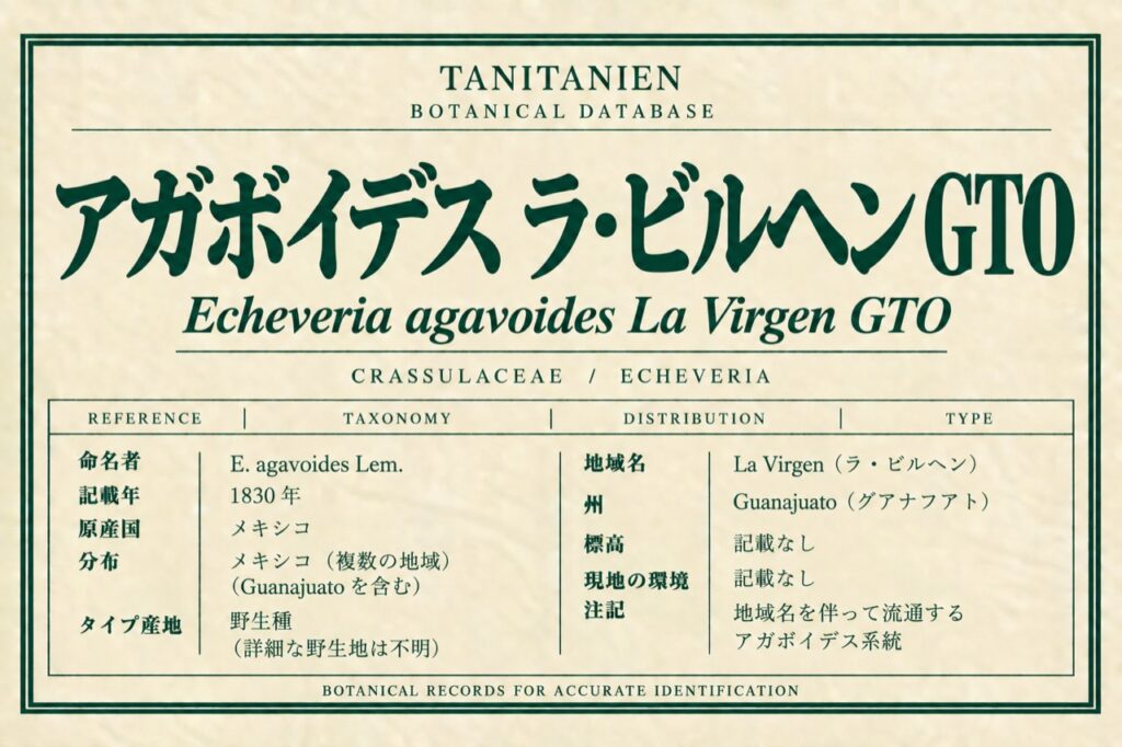 アガボイデス ラ・ビルヘン GTO(Echeveria agavoides Lem.)|tanitanien植物図鑑