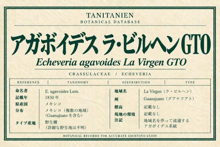アガボイデス ラ・ビルヘン GTO（Echeveria agavoides Lem.）｜tanitanien植物図鑑