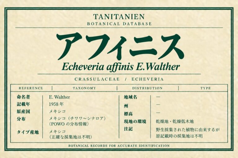アフィニス（Echeveria affinis E.Walther）｜tanitanien植物図鑑