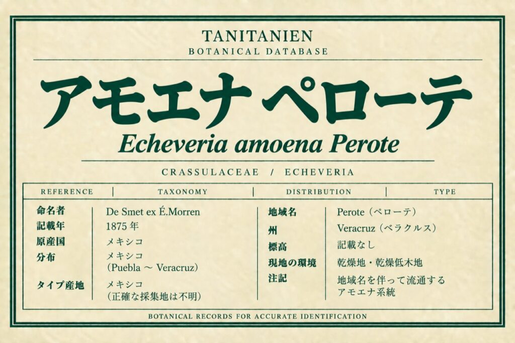 アモエナ ペローテ（Echeveria amoena De Smet ex É.Morren）｜tanitanien植物図鑑