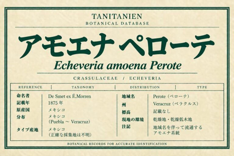 アモエナ ペローテ（Echeveria amoena De Smet ex É.Morren）｜tanitanien植物図鑑