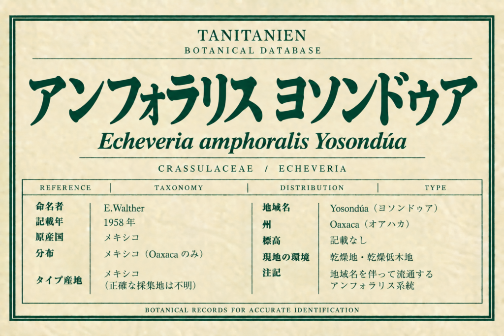 アンフォラリス ヨソンドゥア（Echeveria amphoralis E.Walther）｜tanitanien植物図鑑