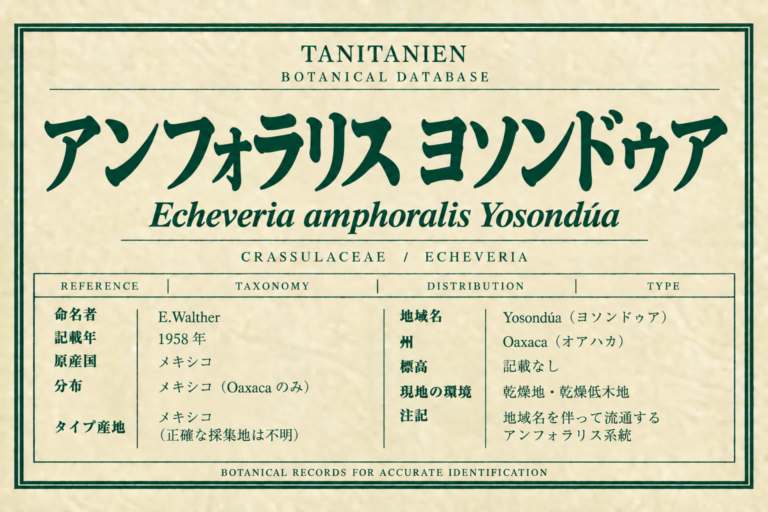 アンフォラリス ヨソンドゥア（Echeveria amphoralis E.Walther）｜tanitanien植物図鑑